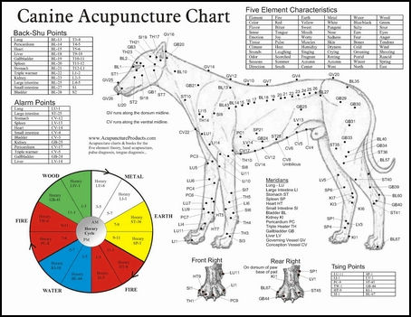 20080311-Accupuncture products dog.jpg